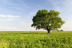 eit tree